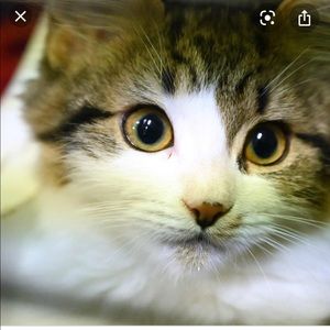 Meet your Posher, Pak kushi